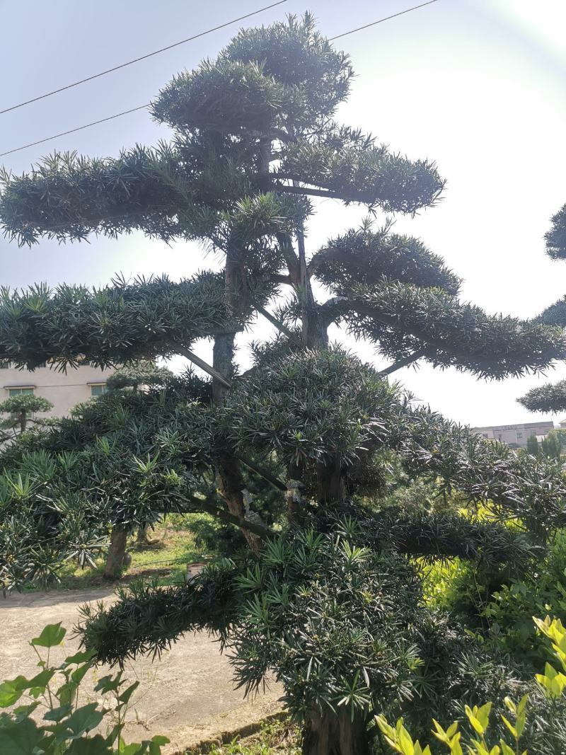 精品造型罗汉松，双杆