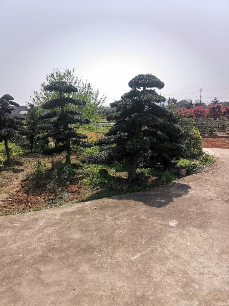 精品造型罗汉松，双杆