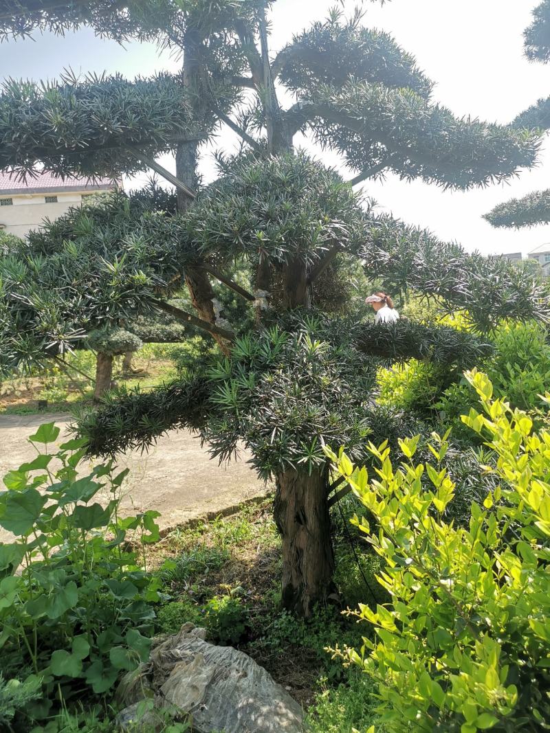 精品造型罗汉松，双杆