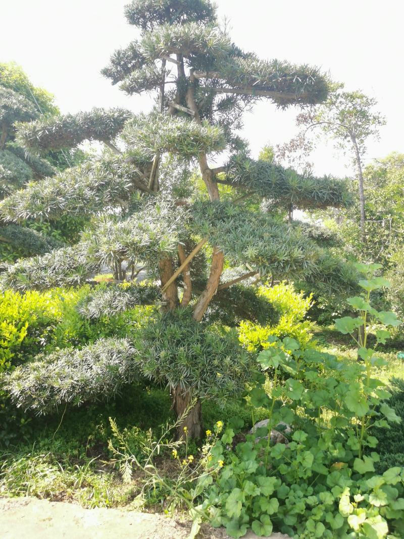 精品造型罗汉松，双杆