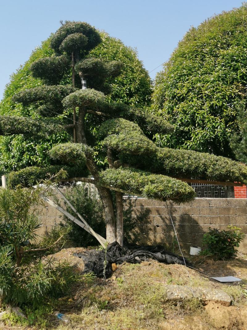 精品造型罗汉松，双杆