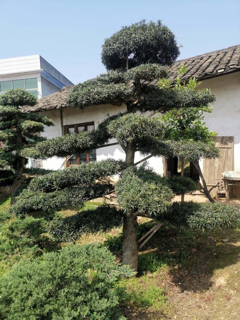 精品造型罗汉松，双杆