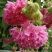 2304基地供应丛生非洲芙蓉花1-3米高盆栽袋苗