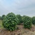 2304基地供应丛生非洲芙蓉花1-3米高盆栽袋苗