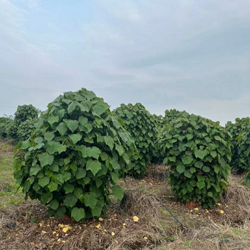 2304基地供应丛生非洲芙蓉花1-3米高盆栽袋苗