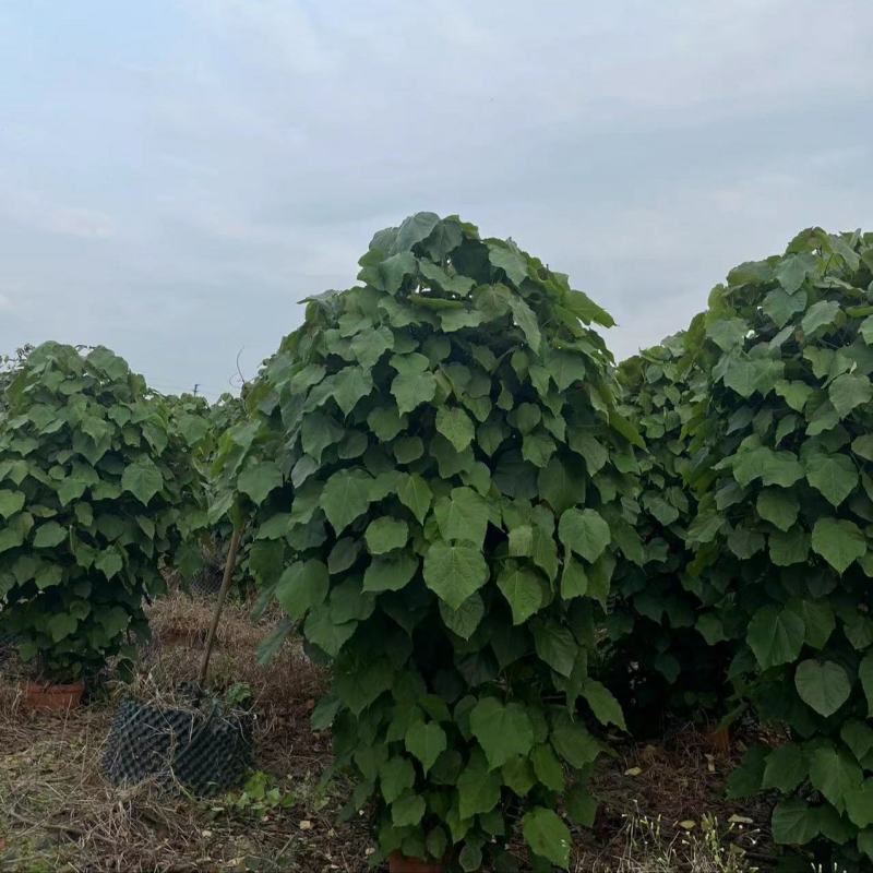 2304基地供应丛生非洲芙蓉花1-3米高盆栽袋苗