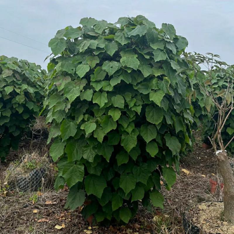 2304基地供应丛生非洲芙蓉花1-3米高盆栽袋苗