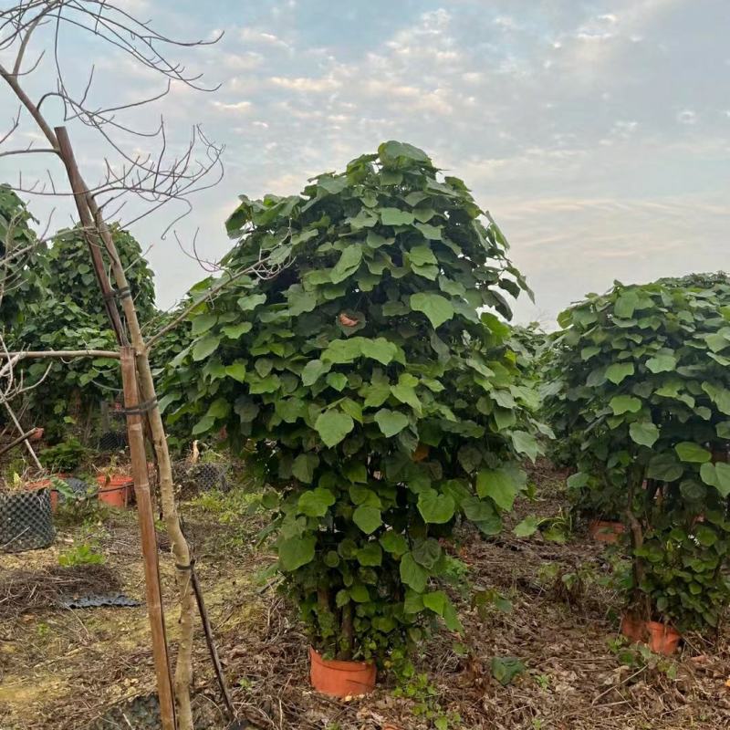2304基地供应丛生非洲芙蓉花1-3米高盆栽袋苗