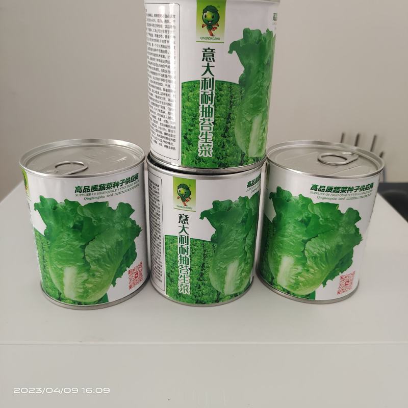 【精品】量大批发耐抽苔生菜种子半结球生菜种子100克