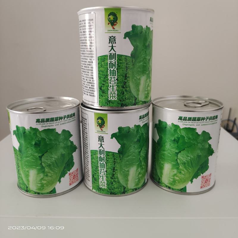 【精品】量大批发耐抽苔生菜种子半结球生菜种子100克