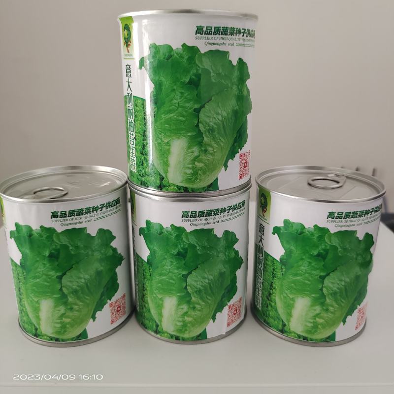 【精品】量大批发耐抽苔生菜种子半结球生菜种子100克