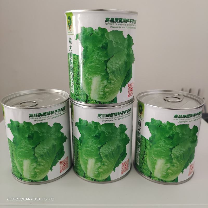 【精品】量大批发耐抽苔生菜种子半结球生菜种子100克