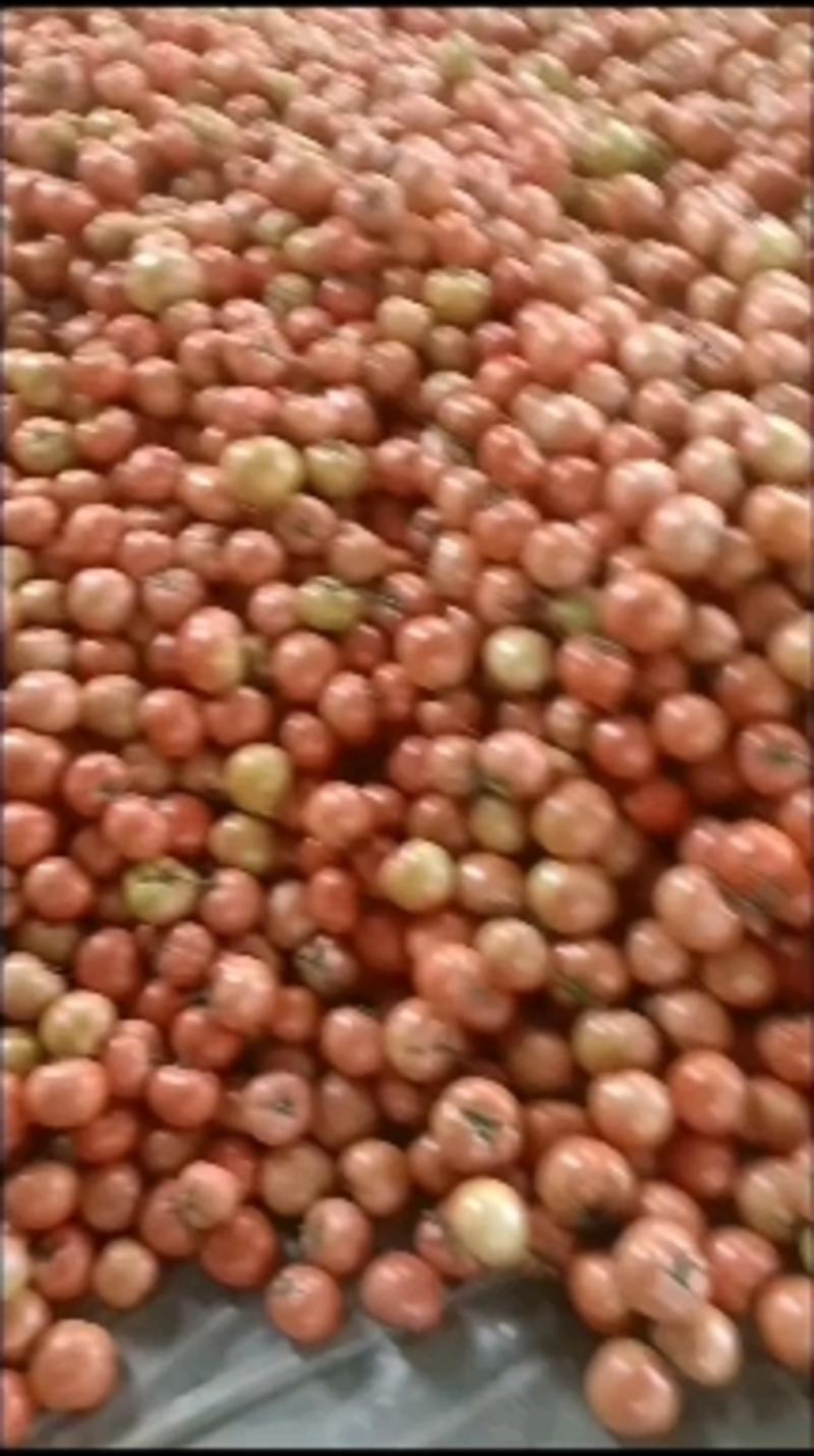 山东莘县精品粉柿子己上市，基地直发，电商供货。