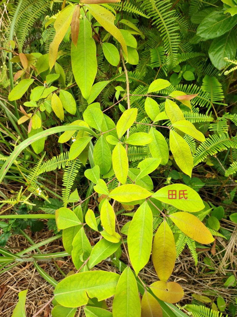 野生广西中药材无硫黄牛茶黄牛木叶干货自然晒干
