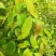 野生广西中药材无硫黄牛茶黄牛木叶干货自然晒干