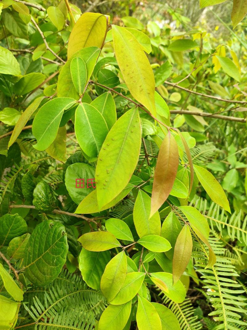 野生广西中药材无硫黄牛茶黄牛木叶干货自然晒干