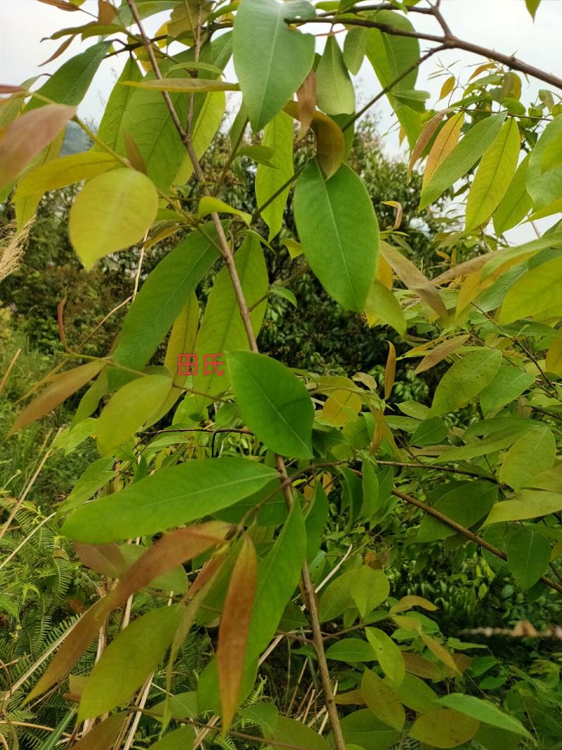 野生广西中药材无硫黄牛茶黄牛木叶干货自然晒干