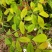 野生广西中药材无硫黄牛茶黄牛木叶干货自然晒干