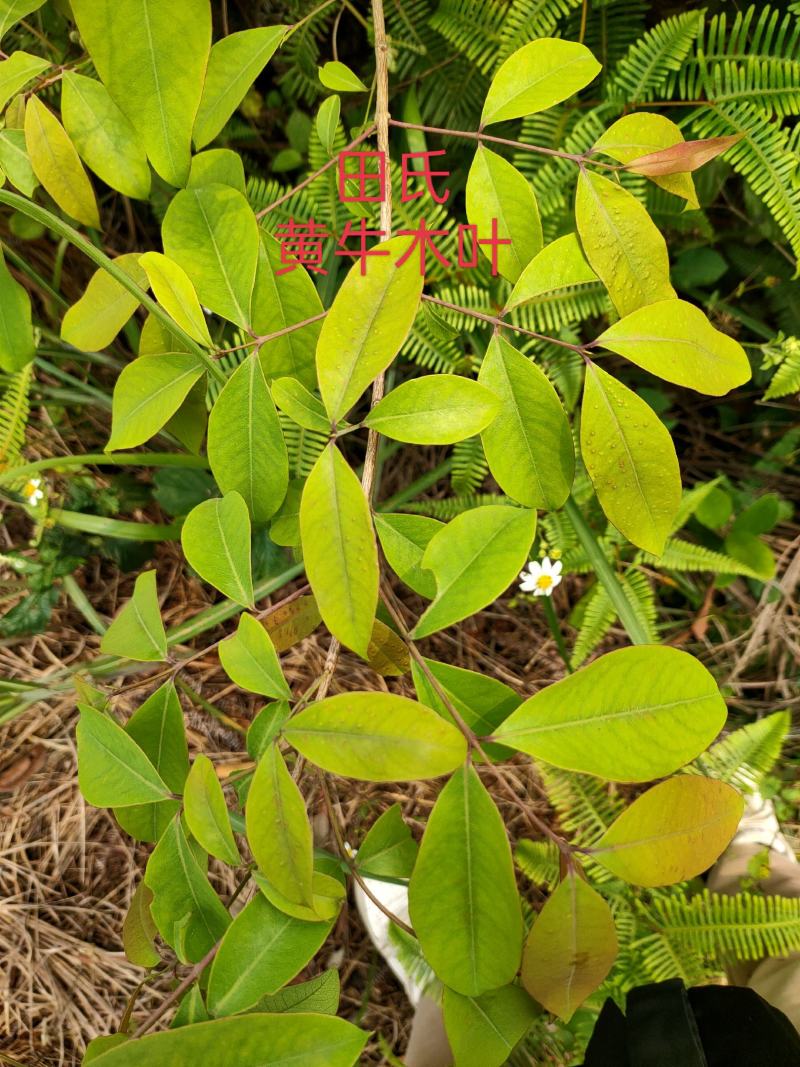 野生广西中药材无硫黄牛茶黄牛木叶干货自然晒干