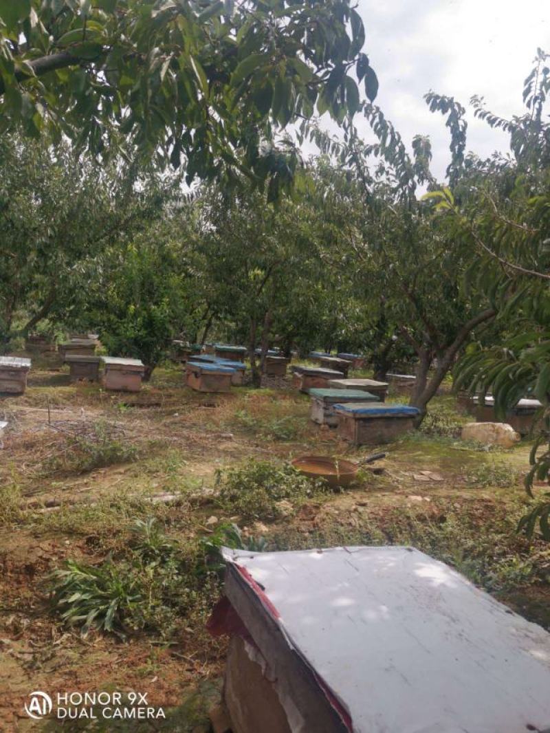 【蜂蜜】土蜂蜜纯正无添加自家蜂场一件代发
