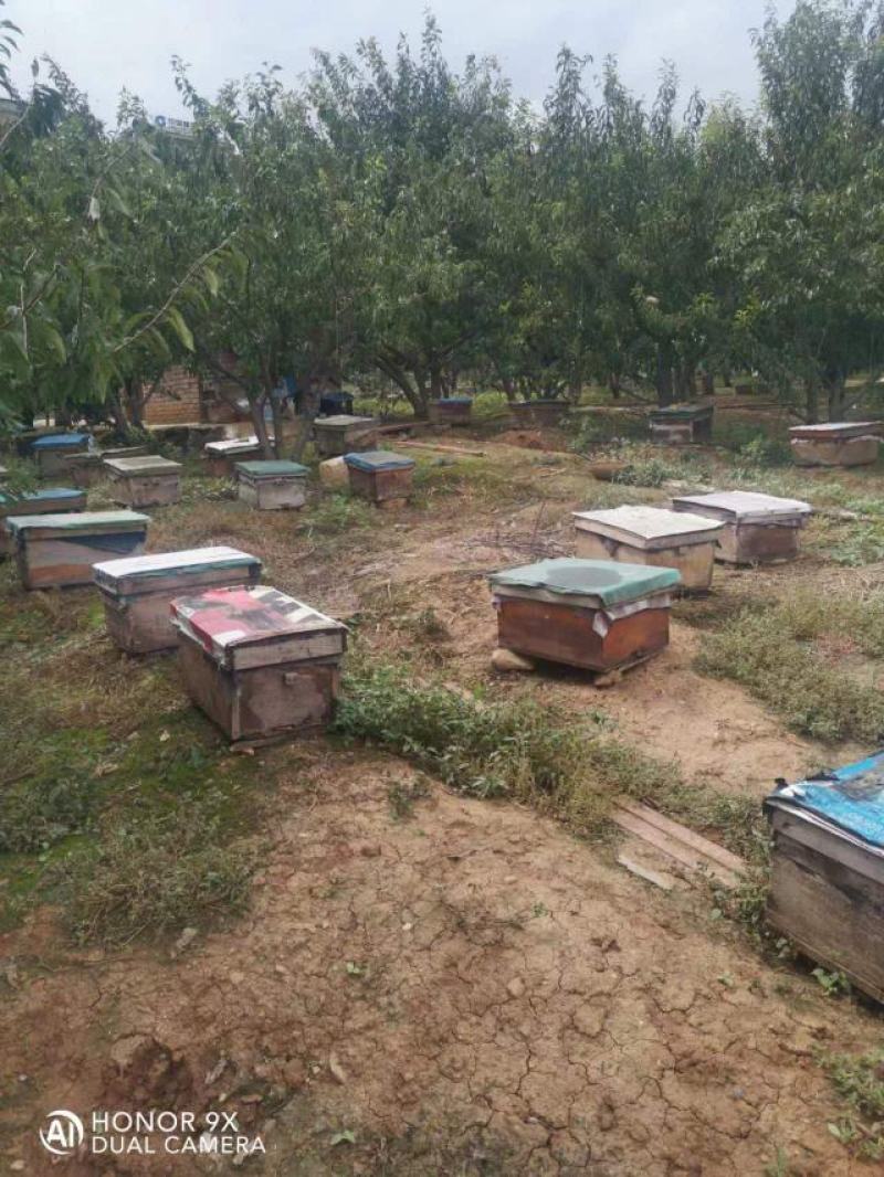【蜂蜜】土蜂蜜纯正无添加自家蜂场一件代发
