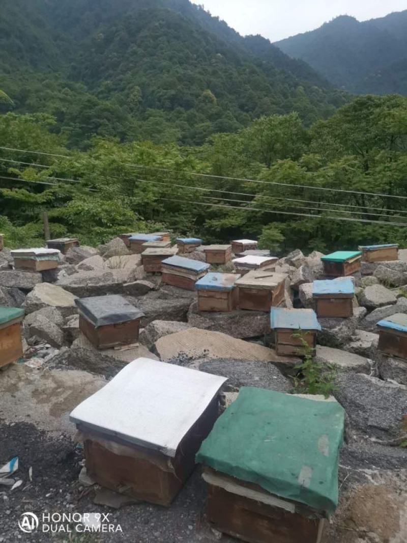 【蜂蜜】土蜂蜜纯正无添加自家蜂场一件代发