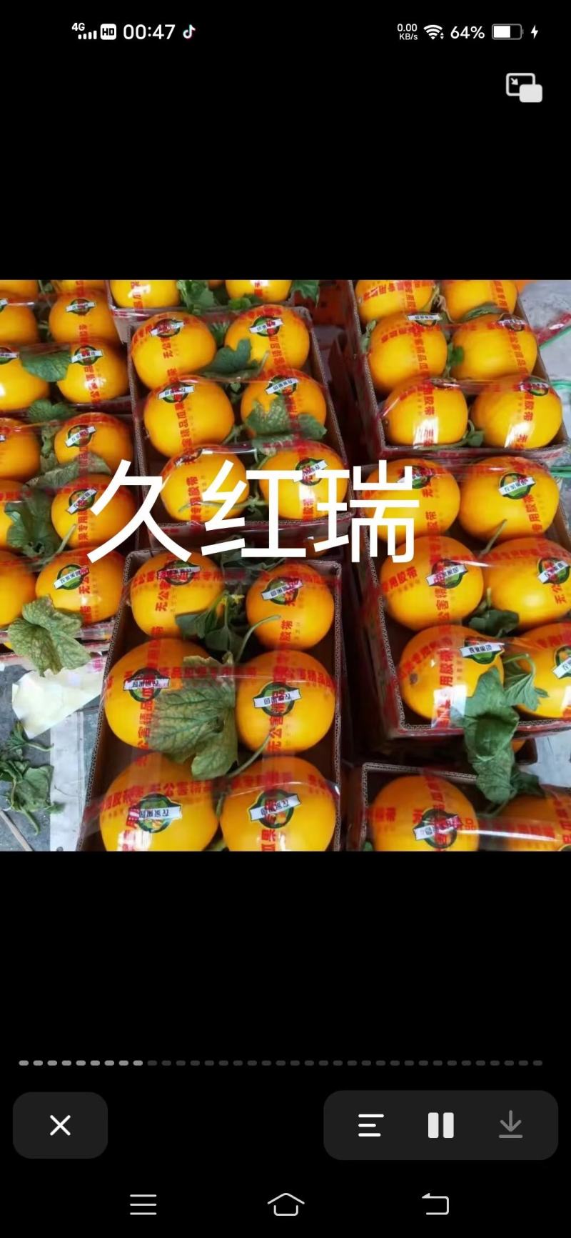 甜瓜，博洋九号