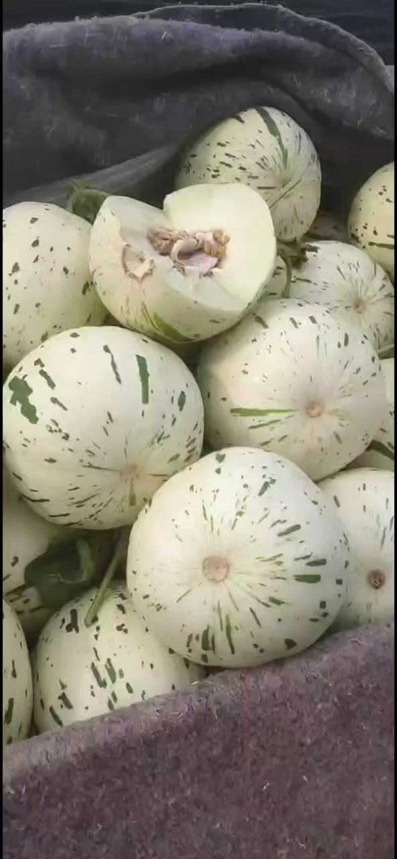 甜瓜，博洋九号