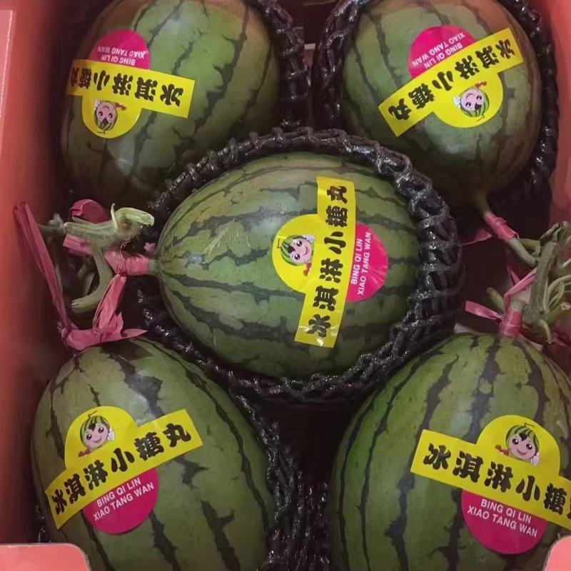 甜瓜，博洋九号