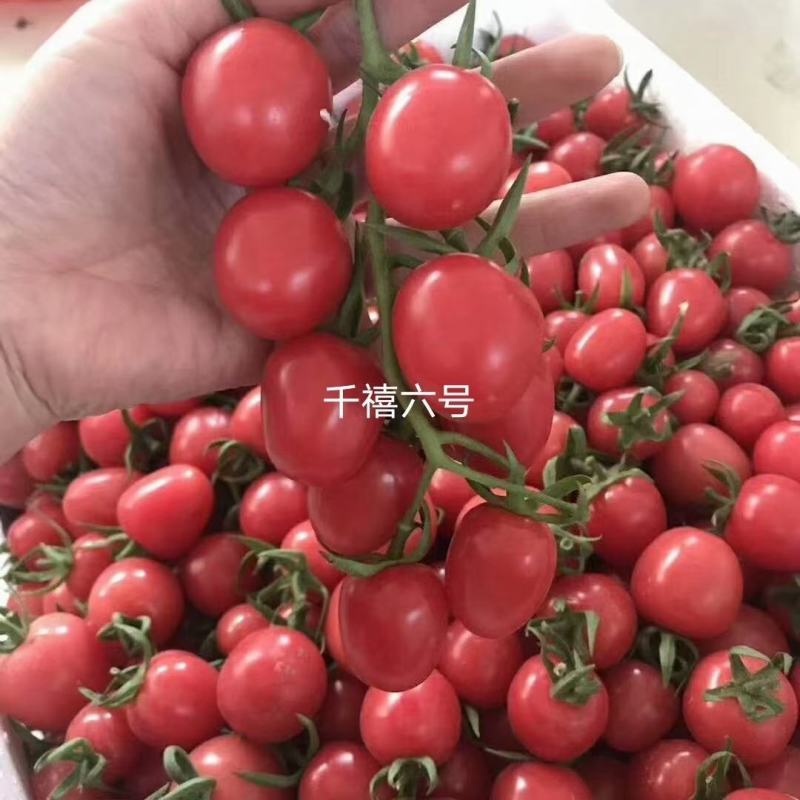 甜瓜，博洋九号