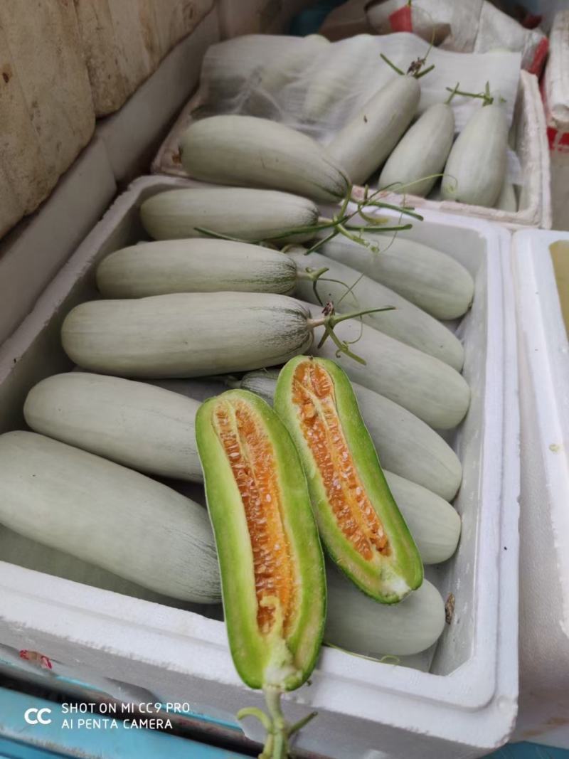 甜瓜，博洋九号