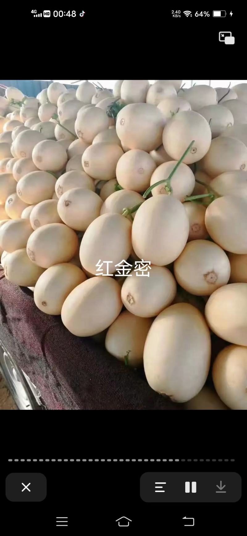 甜瓜，博洋九号