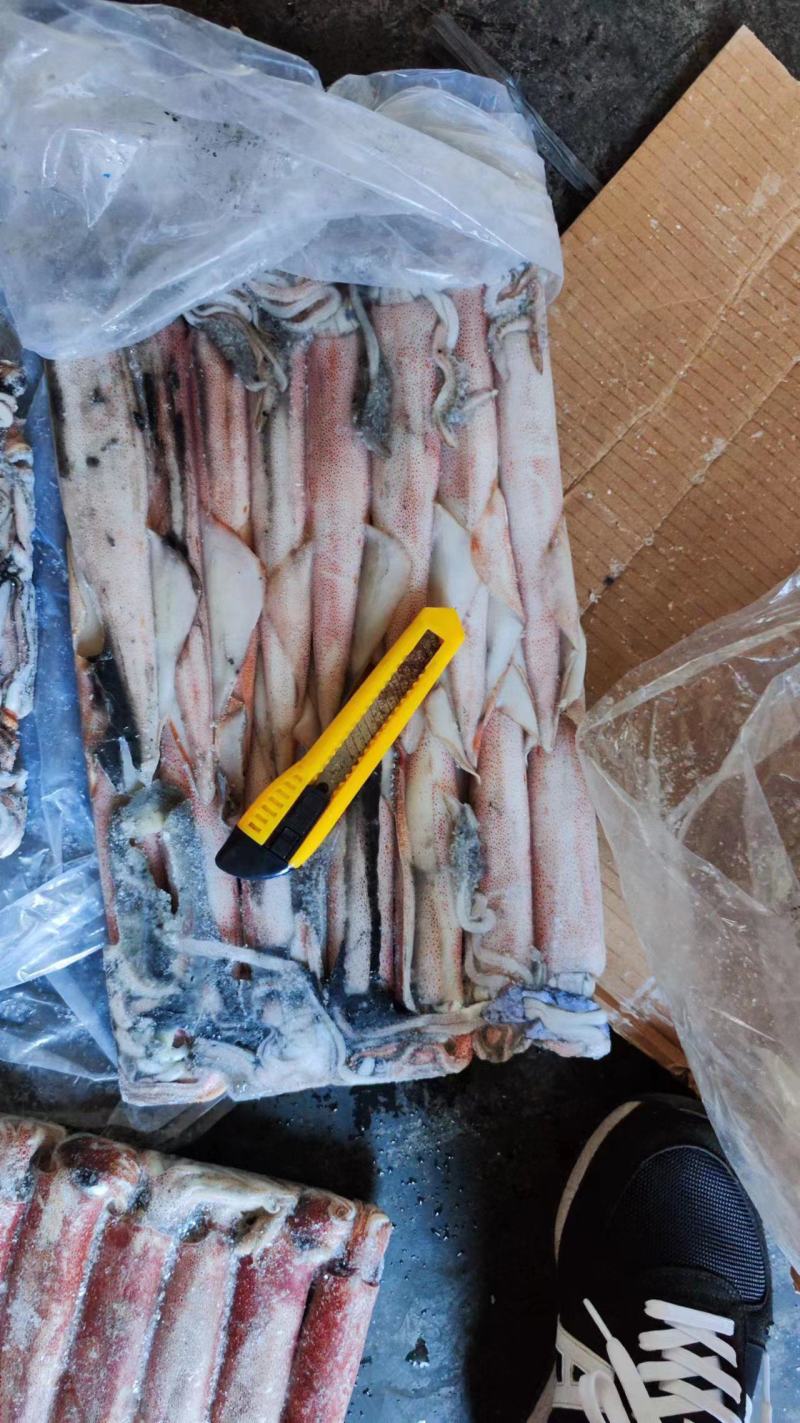 东山小管红鱿刺身鱿鱼手钓鱿鱼鱿鱼3号鱿鱼鱿鱼