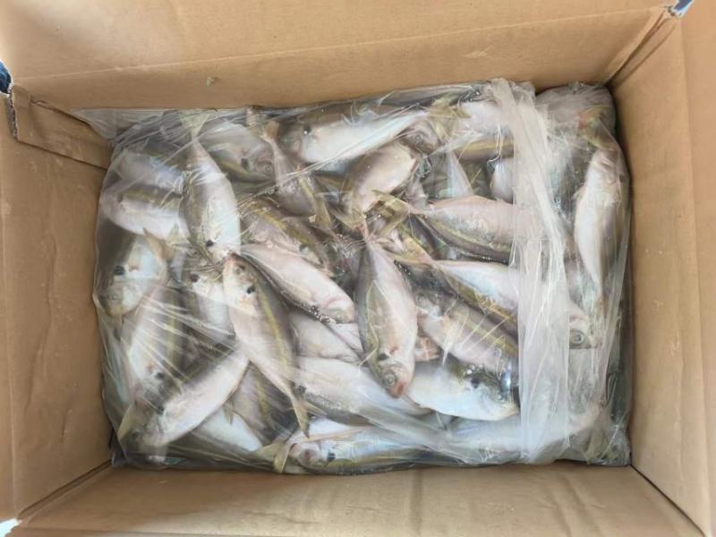 金边鱼金带细鲹金边鱼金带细鲹金边鱼金带细鲹金边