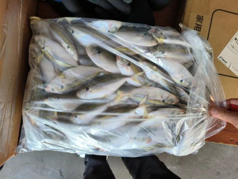 金边鱼金带细鲹金边鱼金带细鲹金边鱼金带细鲹金边