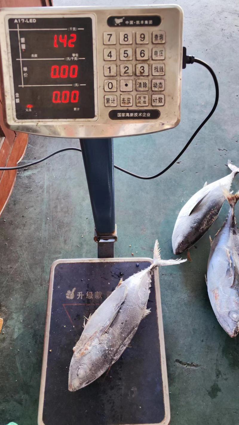 金枪鱼炸弹鱼金枪鱼船冻金枪鱼金枪鱼1300/1800克