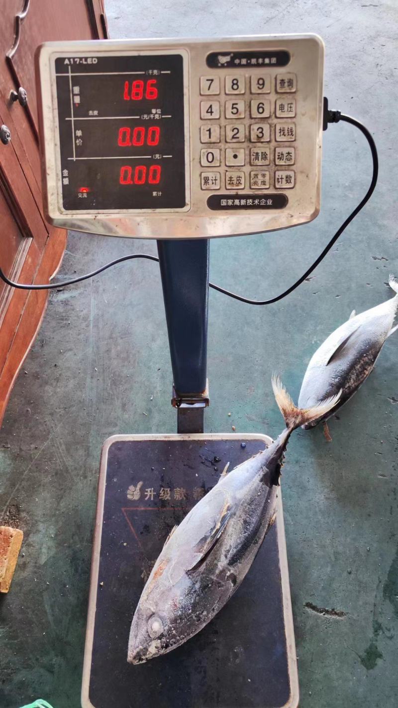 金枪鱼炸弹鱼金枪鱼船冻金枪鱼金枪鱼1300/1800克