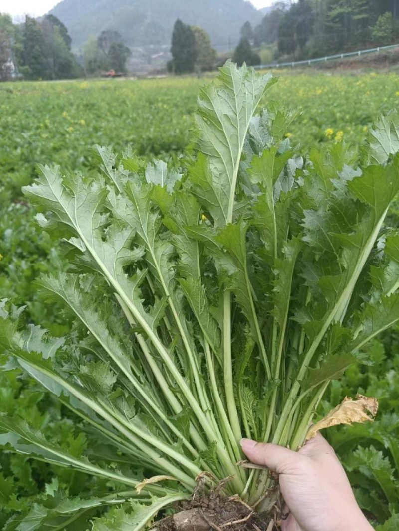 雪里红一周后上市，地点贵州岑巩县，100吨左右