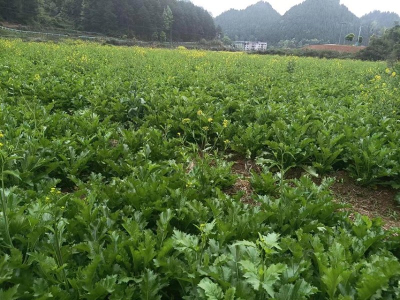雪里红一周后上市，地点贵州岑巩县，100吨左右
