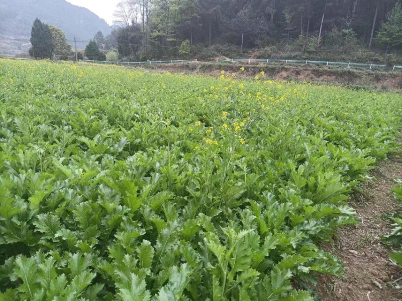 雪里红一周后上市，地点贵州岑巩县，100吨左右
