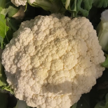 商丘本地松花菜，大量上市，货源充足，质量保证，可代发全国