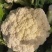商丘本地松花菜，大量上市，货源充足，质量保证，可代发全国