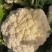 商丘本地松花菜，大量上市，货源充足，质量保证，可代发全国