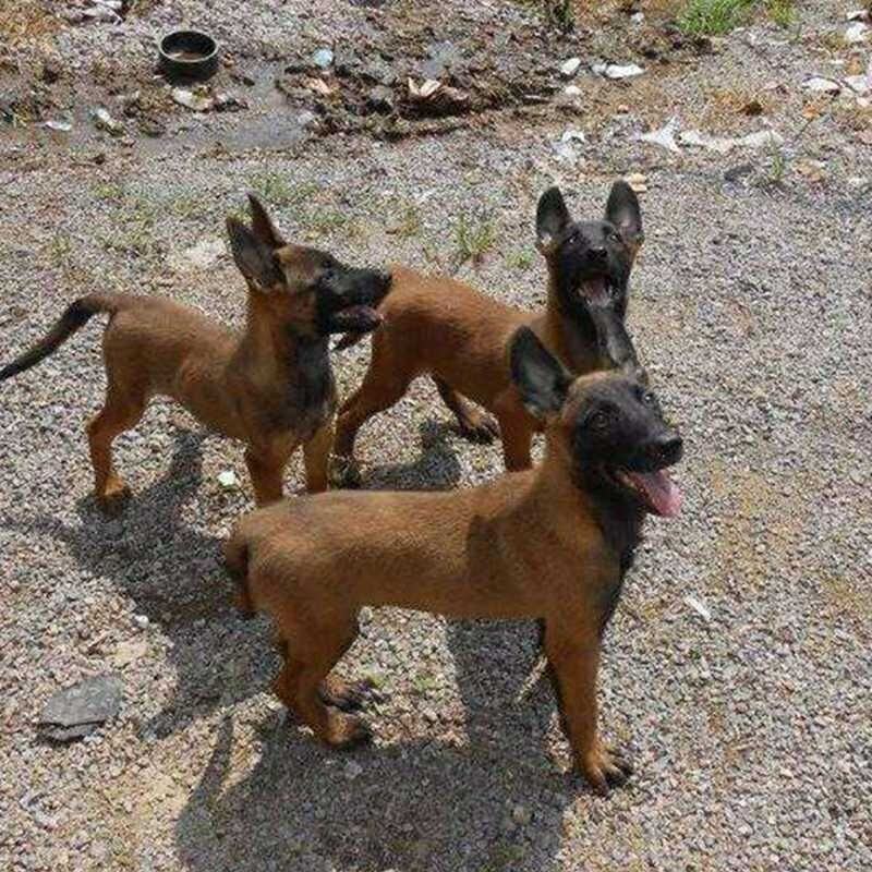 出售纯种马犬幼犬活体军犬警犬爆红马犬科目马犬看家护院犬护
