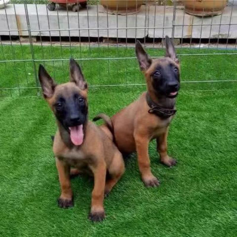 出售纯种马犬幼犬活体军犬警犬爆红马犬科目马犬看家护院犬护