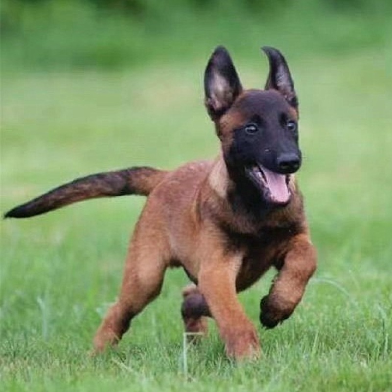 出售纯种马犬幼犬活体军犬警犬爆红马犬科目马犬看家护院犬护