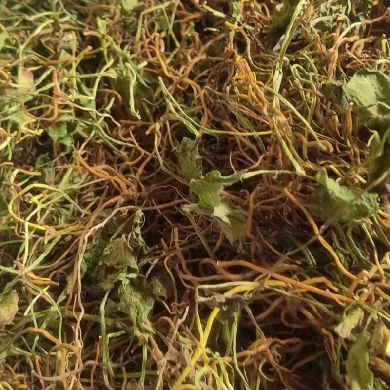 野生一支箭干货