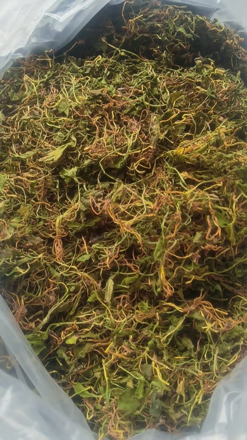 野生一支箭干货