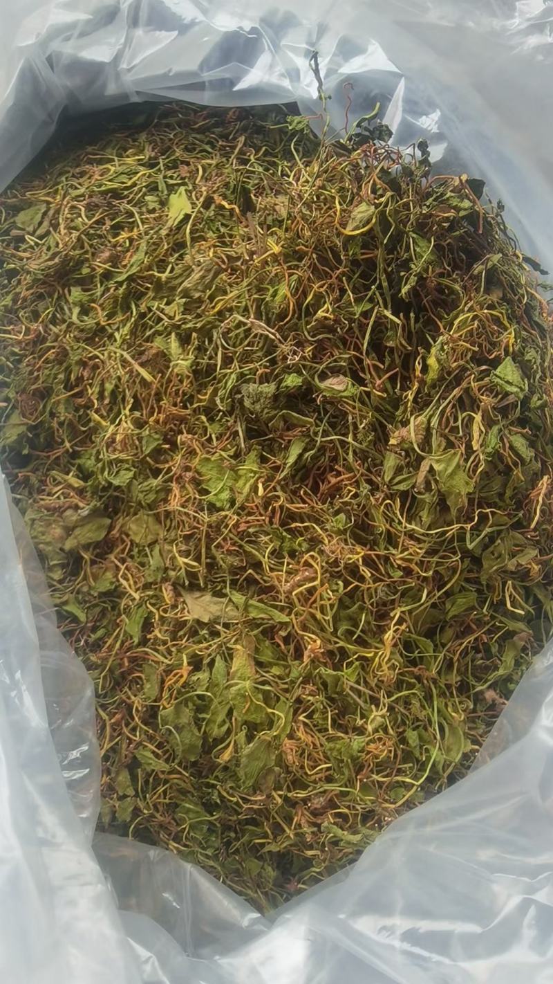 野生一支箭干货