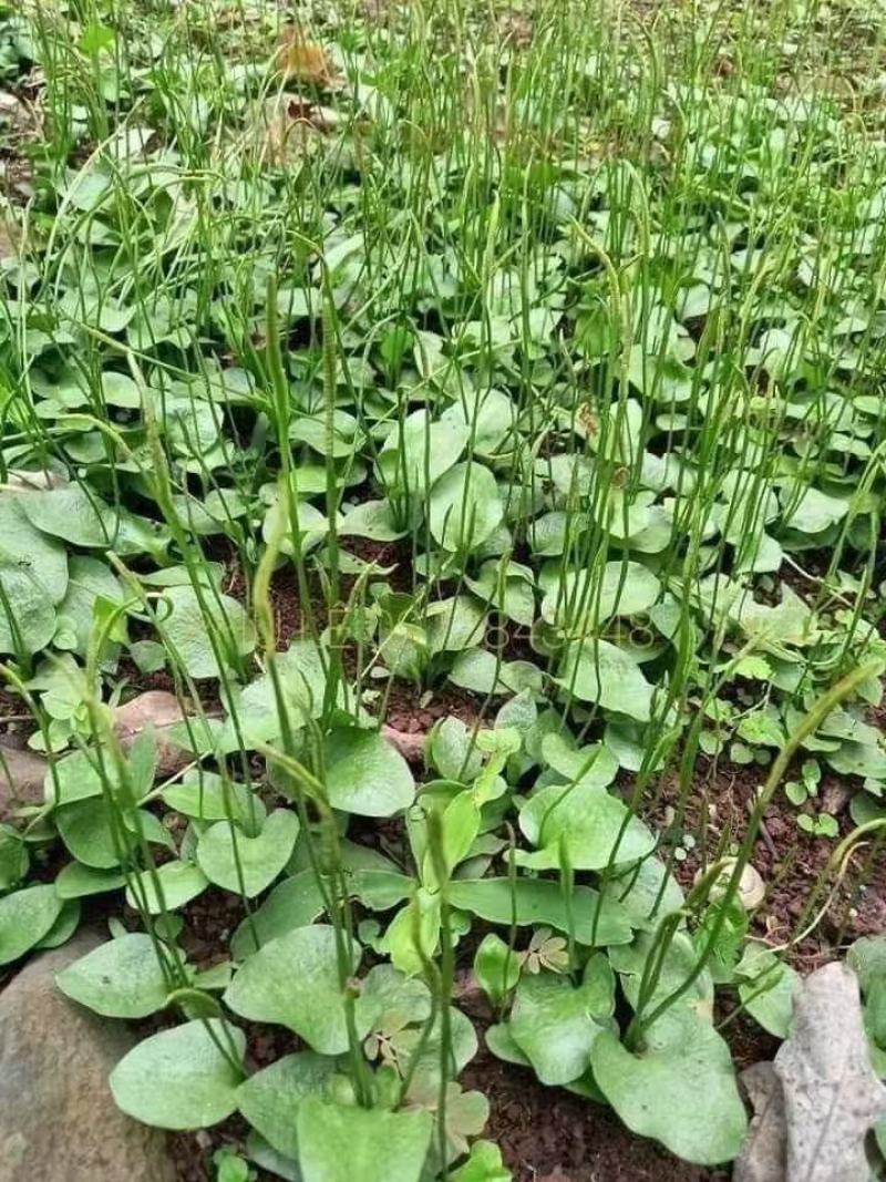 野生一支箭干货